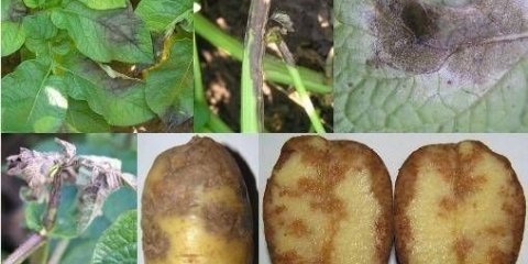 Krompir: bolesti gomolja + fotografija